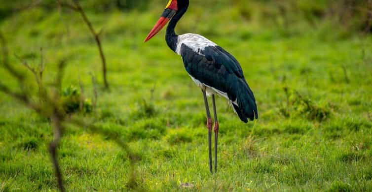  13 Days Uganda Birding Safari and Wildlife